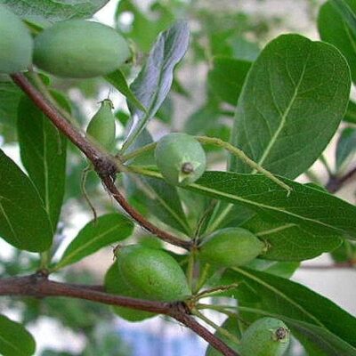 The Madagascar Almond Tree